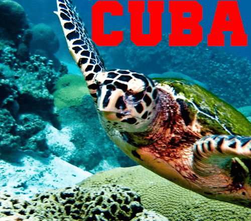 Immersioni a Cuba: dove e come scattare foto sott’acqua!